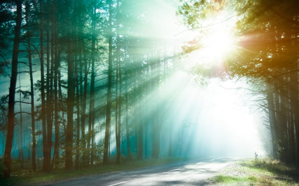 light pouring out of a forest