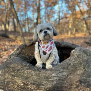 Fall pic